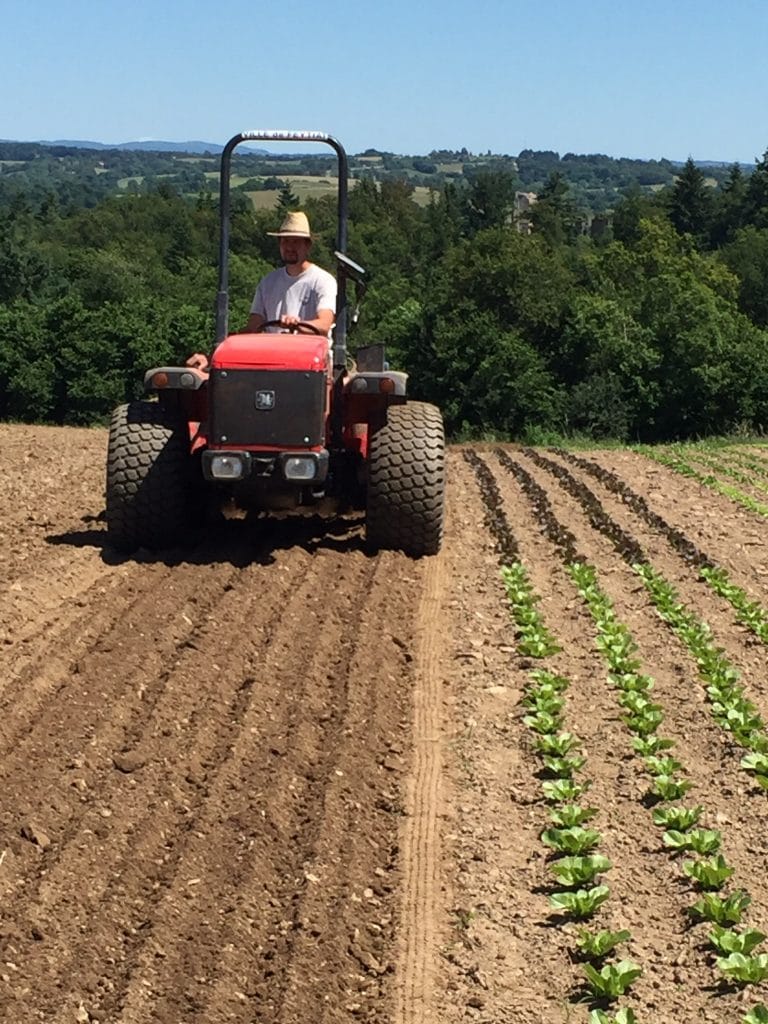 Des salades pour tous les goûts